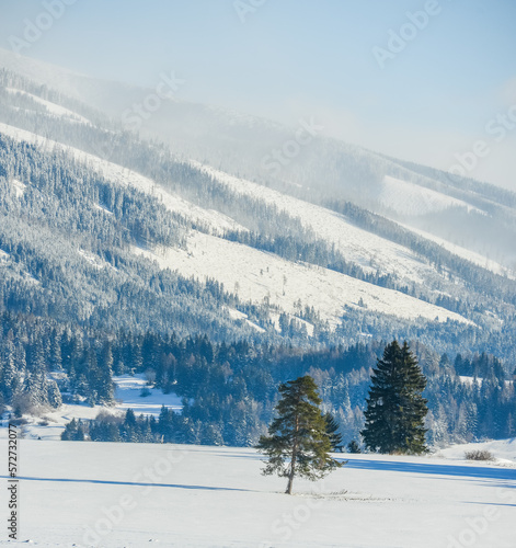 Views from city Liptovsky Mikulas to West Tatras in winter time with snowy trees and cloudy sky. Liptov region, Slovakia. Winter trees background.