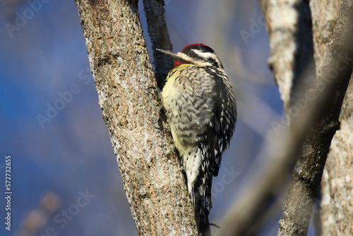 Yellow-bellied sapsucker perched on tree on sunny day against a blue background..  photo