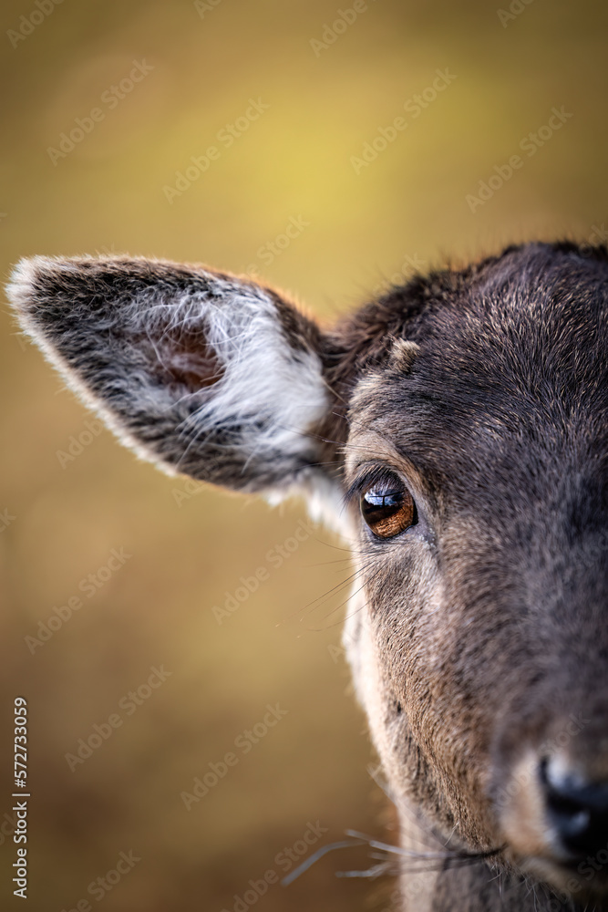 Close up portrait of a roe deer