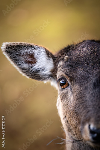 Close up portrait of a roe deer
