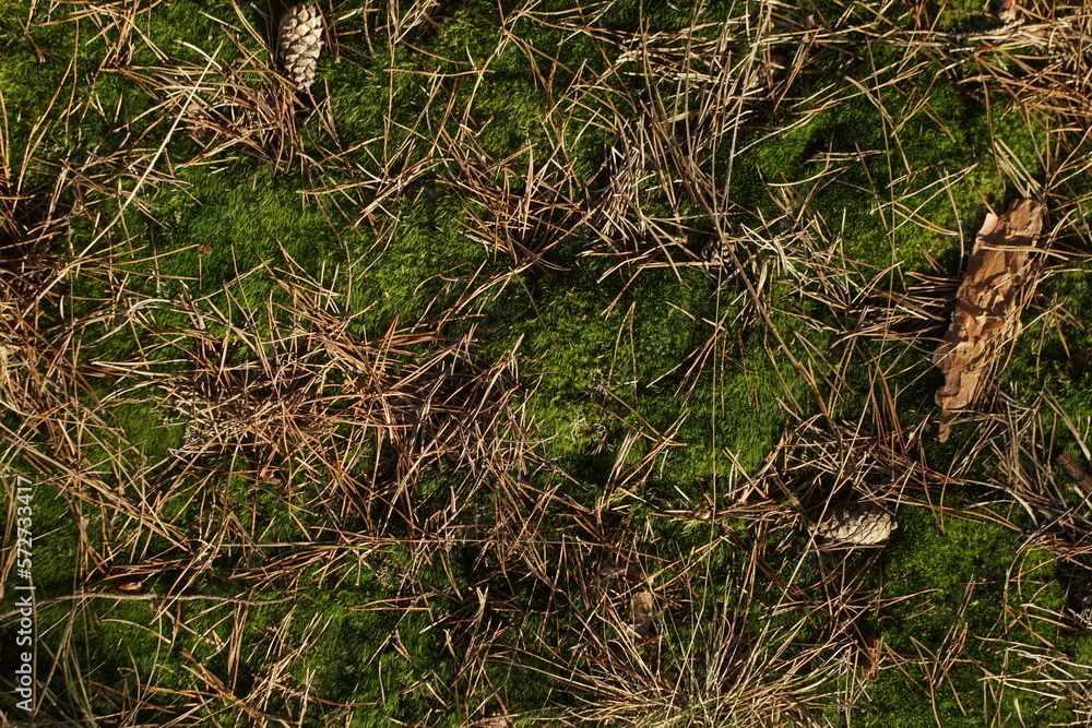 Forest ground background. Moss pine bristles Forest ground background. Moss pine bristles