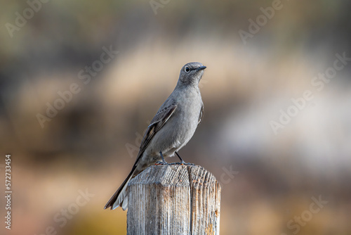 Townsend's Solitaire Perched on a Fencepost in a Colorado Greenspace