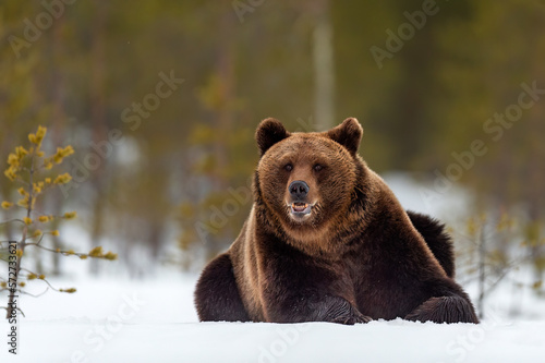 Brown bear resting on snow after hibernation