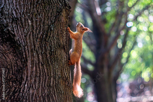 Little red squirrel crawls on the bark of a tree 