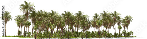 Fotografia palm trees on a tropical island hq arch viz cutout
