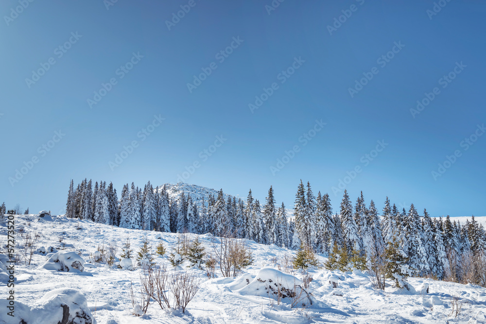 Beautiful Winter Landscape with Pine Trees Covered with Snow . Vitosha Mountain ,Bulgaria Beautiful Winter Landscape with Pine Trees Covered with Snow . Vitosha Mountain ,Bulgaria
