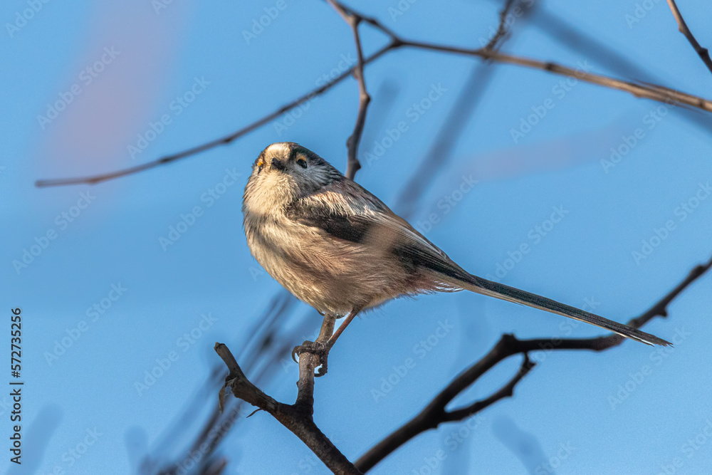 Fototapeta premium Long-tailed Tit perched on a tree branch