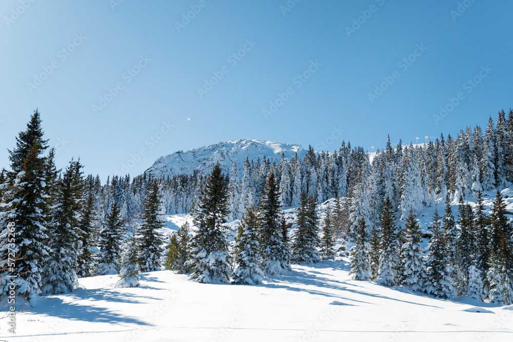 Beautiful Winter Landscape with Pine Trees Covered with Snow . Vitosha Mountain ,Bulgaria 