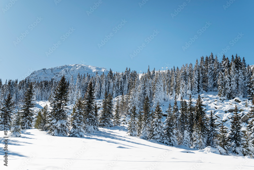 Beautiful Winter Landscape with Pine Trees Covered with Snow . Vitosha Mountain ,Bulgaria Beautiful Winter Landscape with Pine Trees Covered with Snow . Vitosha Mountain ,Bulgaria