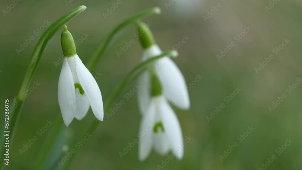 Close up of snowdrops moving in the wind Close up of snowdrops moving in the wind