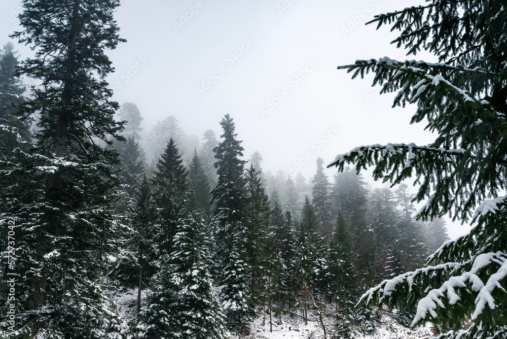 Fototapeta premium Winterlicher, dunkler Wald liegt im morgendlichen Nebel