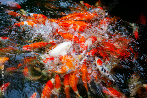 Fototapeta Naklejka Na Ścianę i Meble -  Koi fish. Japan Koi Carp in Koi Pond. Koi fish with beautiful colors like orange , Golden and white.