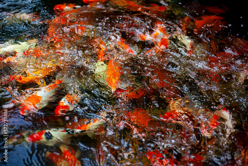 Fototapeta Naklejka Na Ścianę i Meble -  japanese koi fish in pond