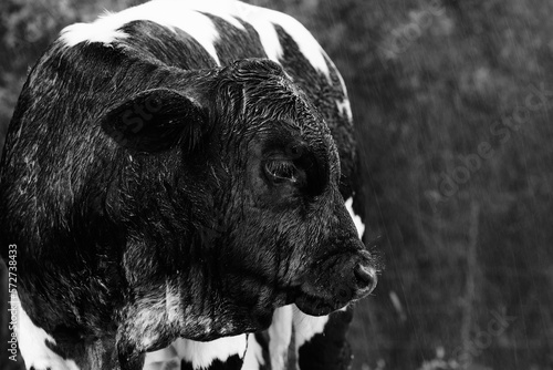 Beef calf face on farm closeup in rainy weather, baby cow in black and white.