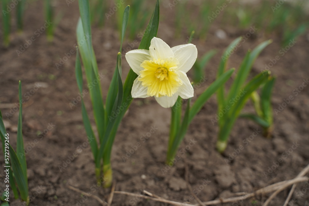 Photo of white and yellow large cup flowers narcissus, cultivar Ice Follies. Background Daffodil narcissus with green leaves Photo of white and yellow large cup flowers narcissus, cultivar Ice Follies. Background Daffodil narcissus with green leaves