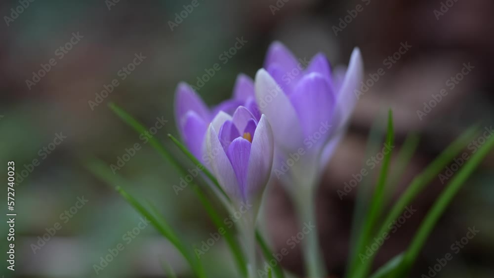 Close-up of crocuses moving in the wind Close-up of crocuses moving in the wind