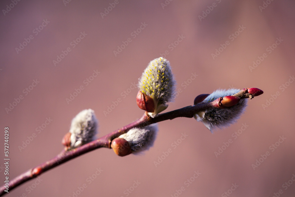 Pussy willow on the branch, blooming verba in spring park. Delicate willow flowers in spring, symbols of spring and Easter. Pussy willow on the branch, blooming verba in spring park. Delicate willow flowers in spring, symbols of spring and Easter.