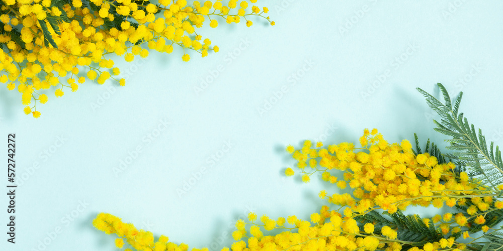 Flowers spring composition. Frame made of mimosa flowers on blue background. Easter, Women's day concept. banner Flowers spring composition. Frame made of mimosa flowers on blue background. Easter, Women's day concept. banner