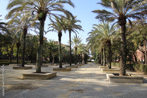 Park promenade with open skiy palm trees and tile with small gardens