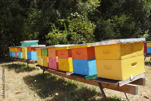 Apiario producción de miel © Jhonattan
