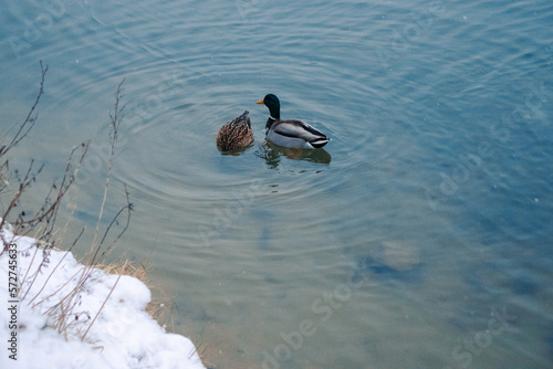 Ducks on the water on the lake in winter