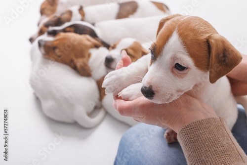 Young woman with her puppy Jack Russell Terrier