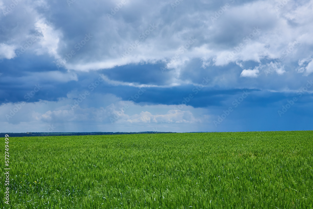 Gloomy storm clouds over a wheat field Gloomy storm clouds over a wheat field