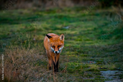 Close up portrait of a wild friendly orange fox in natural habitat  Apuseni Mountains  Romania
