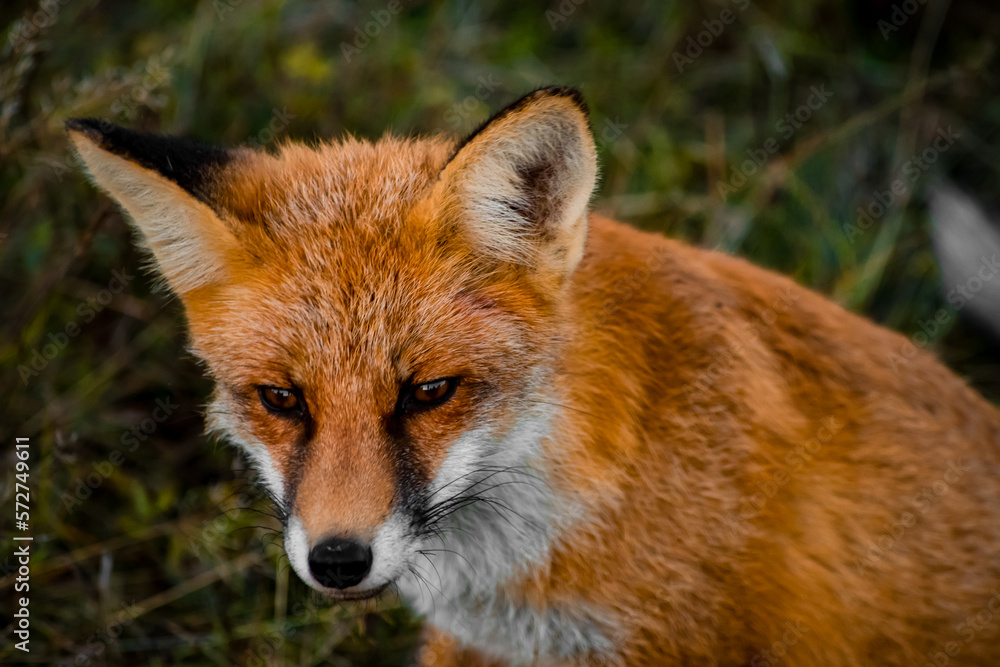 Close up portrait of a wild friendly orange fox in natural habitat, Apuseni Mountains, Romania