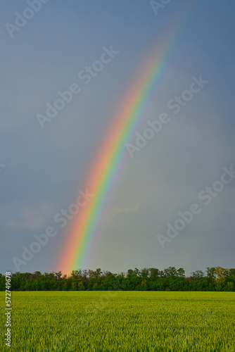 agricultural field with young green wheat sprouts and rainbow, spring landscape, dramatic blue sky as background