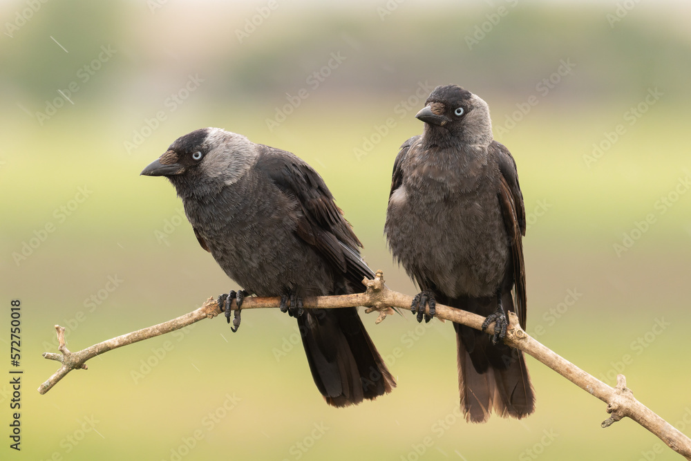 Fototapeta premium The western jackdaw (Coloeus monedula) (Eurasian jackdaw), (European jackdaw) Bird pair sitting on the branch with green and yellow background. Raining.
