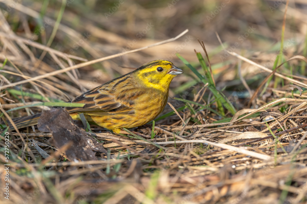 Male yellowhammer (Emberiza citrinella) looking for food on the ground. Male yellowhammer (Emberiza citrinella) looking for food on the ground.
