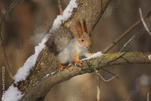 squirrel on a branch