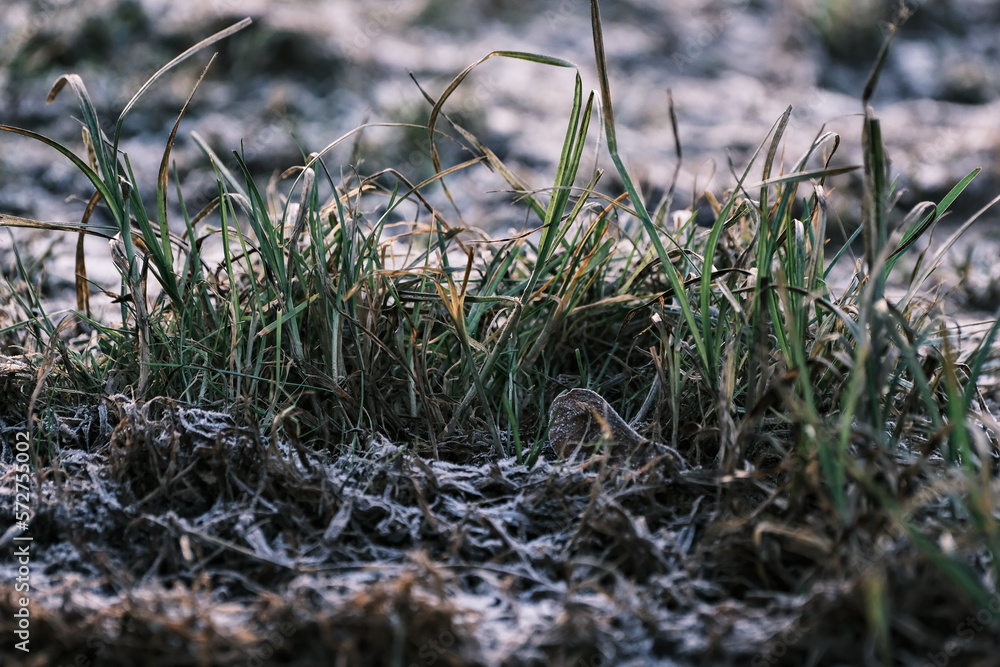 grass covered with ice and frost in the winter season, grass freezes with pieces of snow and ice on the field in the winter season grass covered with ice and frost in the winter season, grass freezes with pieces of snow and ice on the field in the winter season