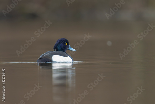  Tufted duck on the water