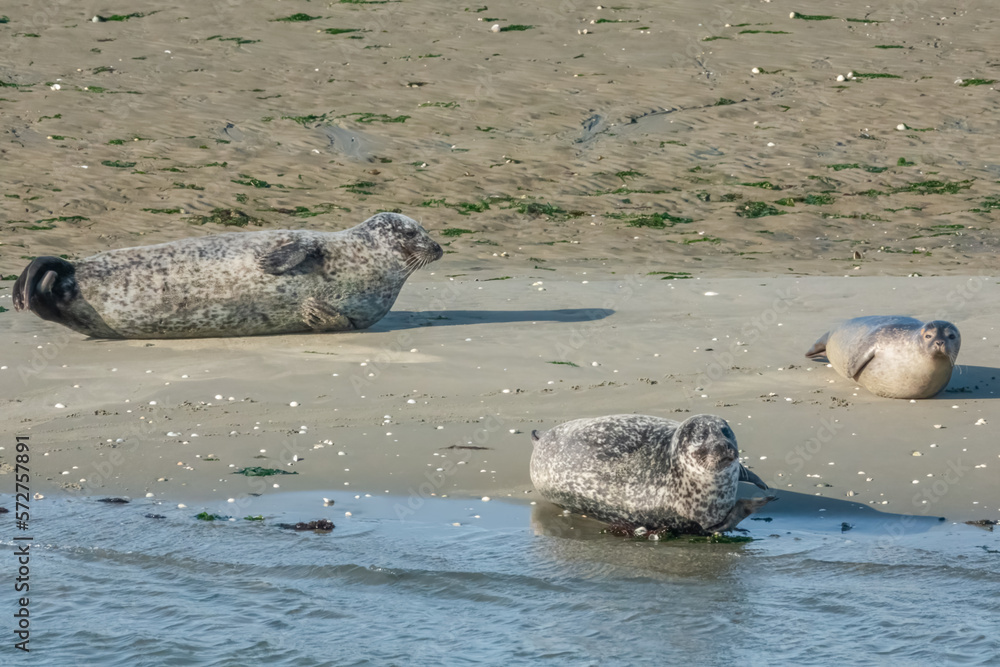 Fototapeta premium Seehunde am Meer