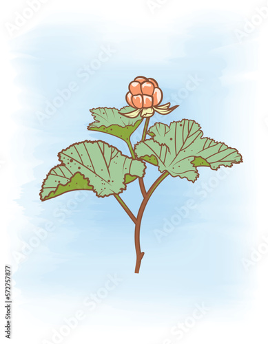 Vector illustration of a cloudberry on a soft, pastel background