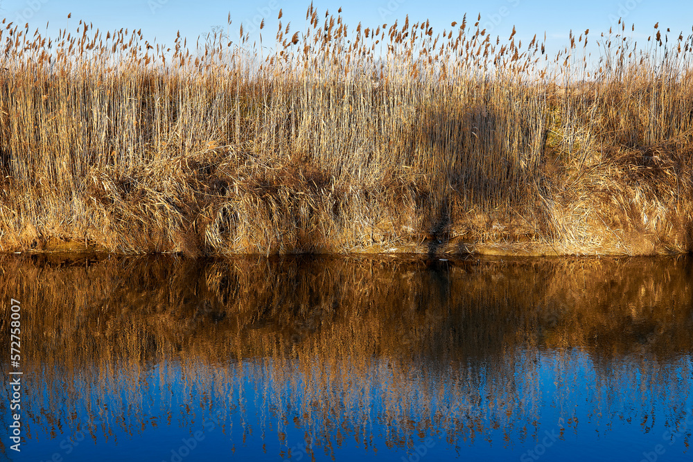 Thickets of reeds along the river bank. The blue sky and bulrush is reflected in the calm river water. Thickets of reeds along the river bank. The blue sky and bulrush is reflected in the calm river water.