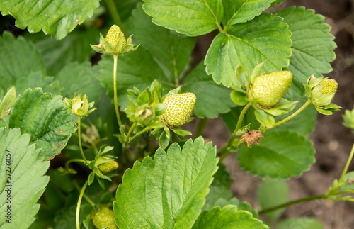 green unripe strawberries in the garden in summer