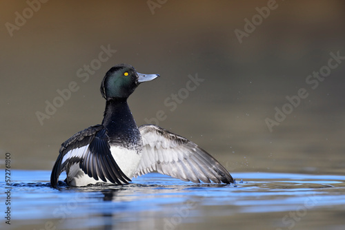 Canvas Print Reiherente aythya fuligula