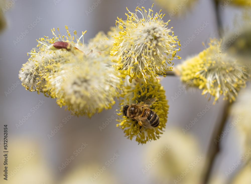 Flowering tree Salix caprea in early spring, bee collects nectar pollinating flowers Flowering tree Salix caprea in early spring, bee collects nectar pollinating flowers