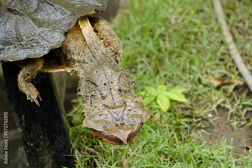 The mata mata, mata-mata, or matamata (Chelus fimbriata) is a freshwater turtle species found in South America, primarily in the Amazon and Orinoco basins. Novo Airao, Amazonas – Brazil. photo