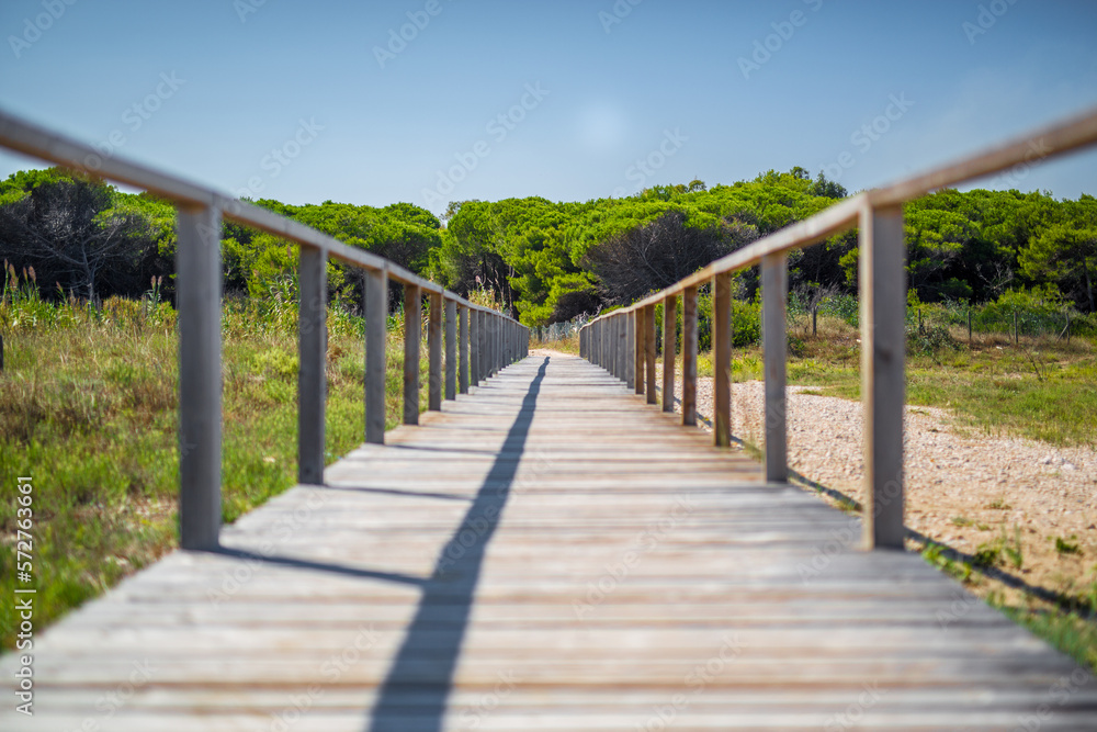 Percspective wooden fence, boardwalk and  bridge  in a beach with pine forest in background and clear sly