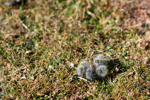 set of processionary caterpillar, nest, in its first days of life during the beginning of winter. photo