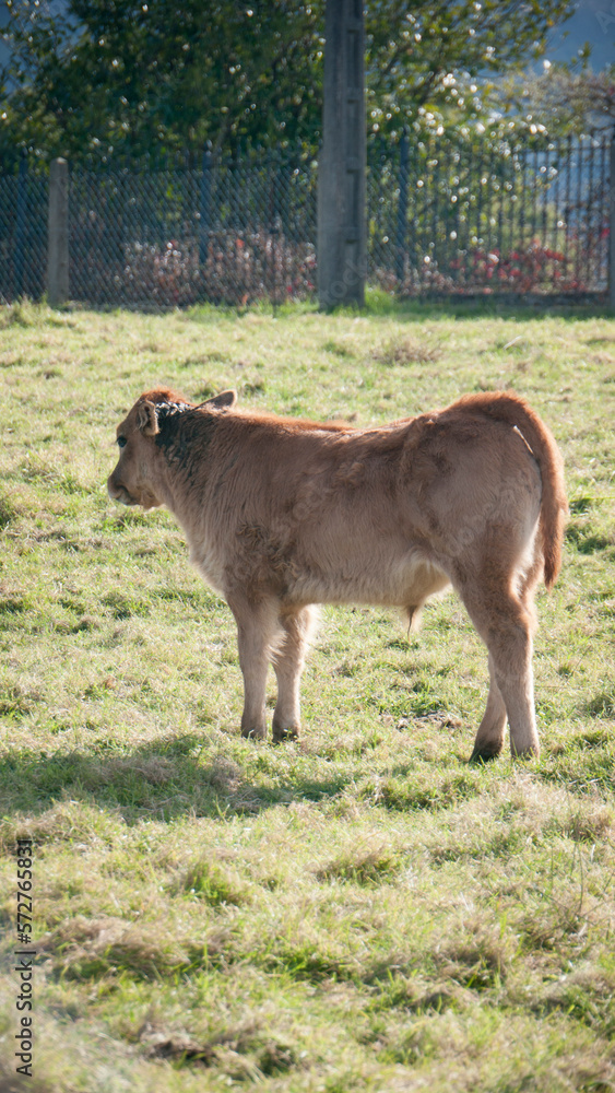 Fototapeta premium Ternero marrón en pradera