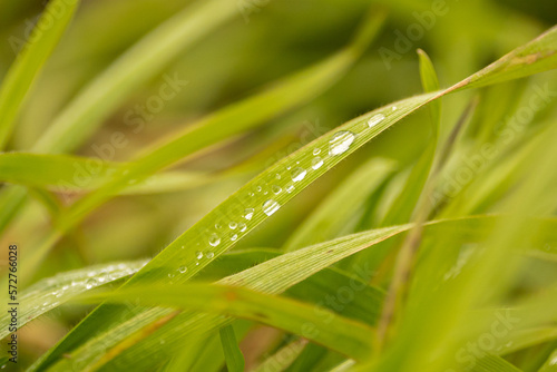 Nahaufname von Wassertropfen auf einem grünen Grashalm in der Natur