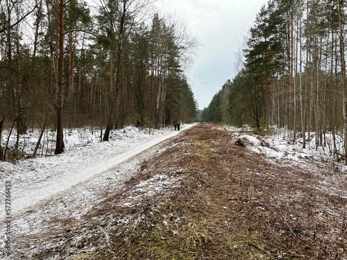 winter walk through the pine forest on the road