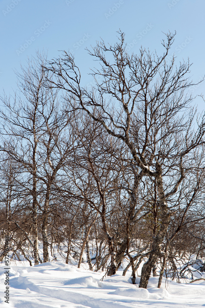 Trees with many branches in winter. Snow and no leaves Trees with many branches in winter. Snow and no leaves