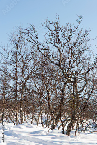 Trees with many branches in winter. Snow and no leaves