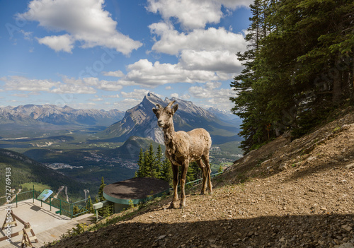 A female bighorn stands alone on a mountain slope and watches. Wildlife habitat  even-toed animals.  Banff nature  Alberta  Canada